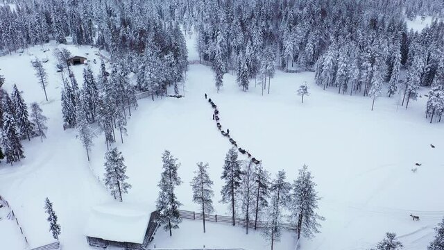 Aerial view of a Reindeer sleigh ride row, in snowy winter Lapland - circling, drone shot