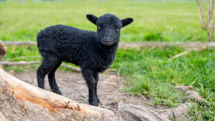 Little black sheep, standing and facing the camera