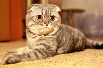 Look of a beautiful scottish fold cat