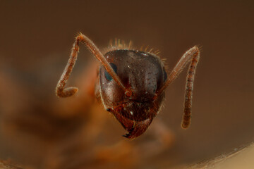 fourmi en focus stacking