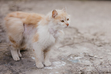 Cat with health disease and infection on the skin. Veterinary concept. Animal having hair problems. © Sandu