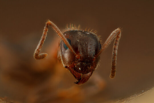 fourmi en focus stacking