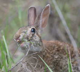 Wild Florida cottontail rabbit (Sylvilagus floridanus) with cleft palate and very bad teeth, eating grasses, teeth poking through cleft; cute, funny and adorable, animated expression 