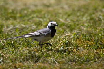 White wagtail (Motacilla alba) on green grass