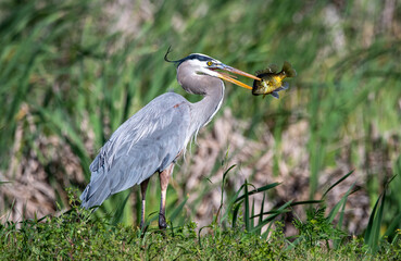 Obraz premium A great blue heron fishing in a swamp.