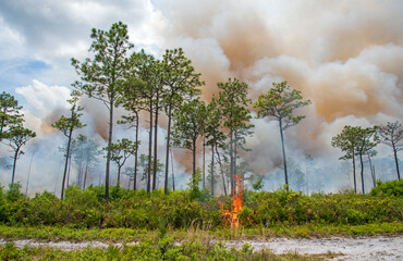 A prescribed burn in Rock Springs Run State Reserve in Florida.