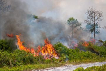Fototapeta na wymiar A prescribed burn in Rock Springs Run State Reserve in Florida.