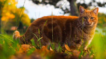 Petit chat roux jouant dans l'herbe, pendant le coucher du soleil, dans un paysage automnal - obrazy, fototapety, plakaty