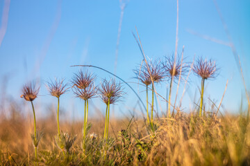 witherd pulsatilla in a meadow