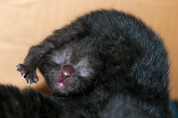 Black newborn kittens playing together, orange background