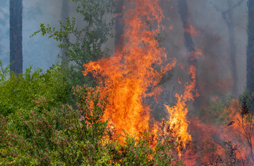 A prescribed burn in Rock Springs Run State Reserve in Florida.