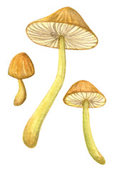 Toadstool watercolor set. Three separate yellow mushrooms. Rustic fungi plant collection for card, poster, banner, print design, sticker pack. Mushroom picking season.