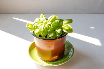 A pot of a young basil plant on a green plate on white background with sunlight shining from the side.