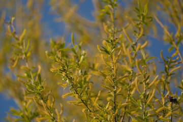 some branches with salix repens flower with blue sky background