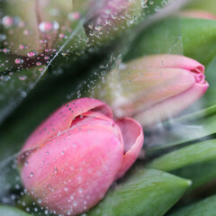 Ein Strauß rosa Tulpen sind in Folie eingepackt.