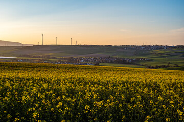 sunset over the field
