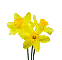 Bouquet of Three Narcissus Flowers, Close-Up. Cut On White Background