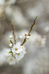 Plum tree in white bloom. Blossom in springtime. Branch with flowers close up. Shallow depth of field, blurred background.