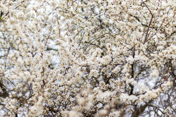 Plum tree in bloom. White blossom in springtime. Shallow depth of field.