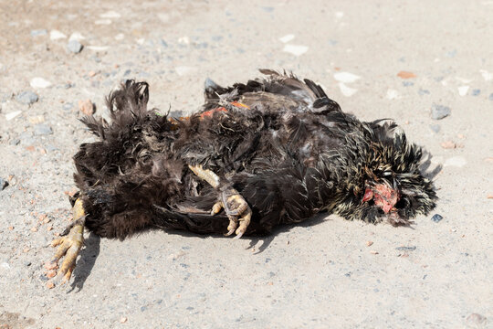 A Dead Chicken On The Side Of The Road.