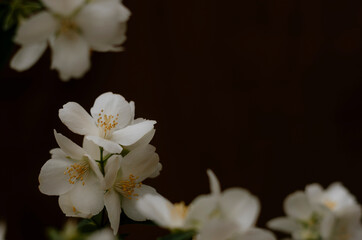 Naklejka na ściany i meble Flor blanca con fondo oscuro