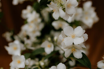 Flor blanca con fondo oscuro