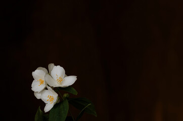Flor blanca con fondo oscuro © Lucia