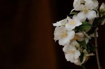 Flor blanca con fondo oscuro