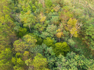 Aerial top view shot of tropical forest during summer for environmental and nature background usage