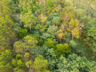 Fototapeta premium Aerial top view shot of tropical forest during summer for environmental and nature background usage