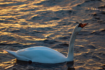 A single swan looking upwards and stretching neck in golden sunset sea waves with copy space