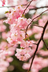 cherry blossom in spring