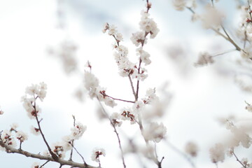 blooming apricot blooms and pleases everyone around