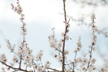 blooming apricot blooms and pleases everyone around