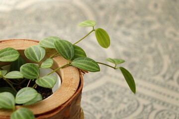 観葉植物とアジアンラグ