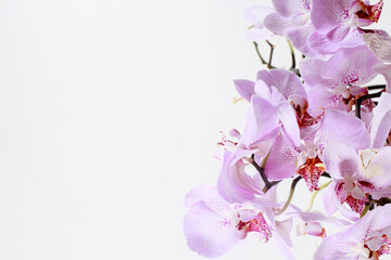 Pink orchid with a delicate lilac pattern on the petals - a macro photo of a flower close-up. Banner place for text, greeting card or calendar.