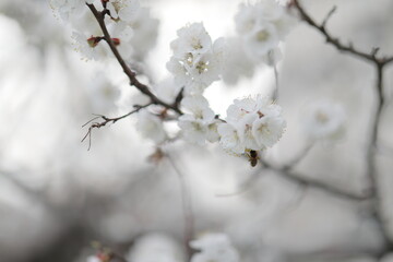 blooming apricot blooms and pleases everyone around
