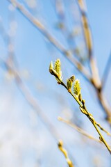Willow twig on a blurred light sky background