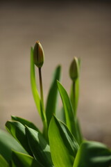 Fresh green tulip flowers with closed young buds grows in spring