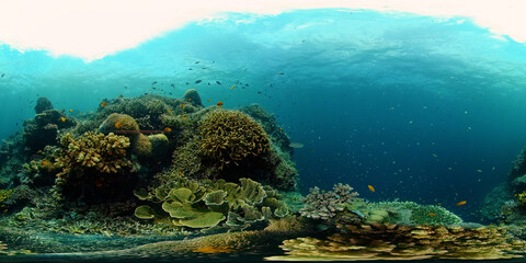 The underwater world of coral reef with fishes at diving. Coral garden under water. Coral Reef Fish Scene. Philippines. 360 panorama VR