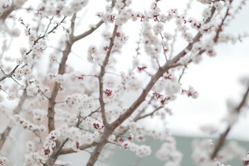 Naklejka premium blooming apricot blooms and pleases everyone around