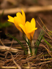 yellow crocus
