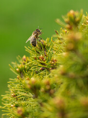 a bee grips on a tree
