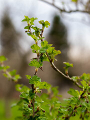 gooseberry stalk