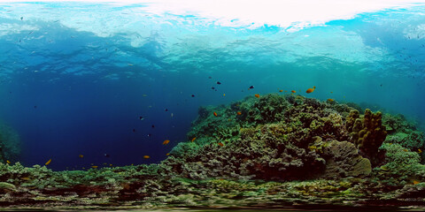 Plakat Underwater Scene Coral Reef. Coral Reefs Seascape. Underwater sea fish. Tropical fish reef marine. Philippines. Virtual Reality 360.