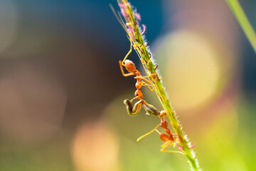 red ant, action helping for food on the branch big tree, in garden among green leaves blur background, selective eye focus and black backgound, macro