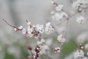 blooming apricot blooms and pleases everyone around