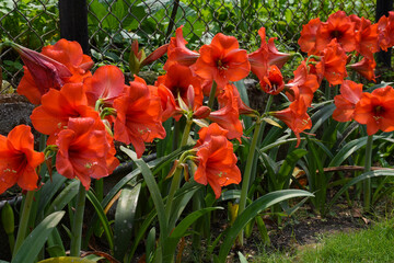 Jumbo size red amaryllis rilona with green leaves and pollen