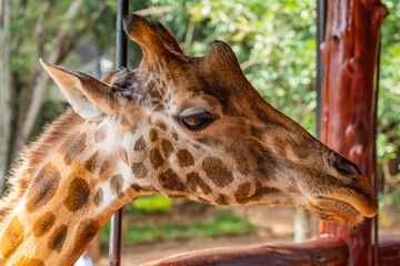 Close up from a Giraffe with big eye in Kenya