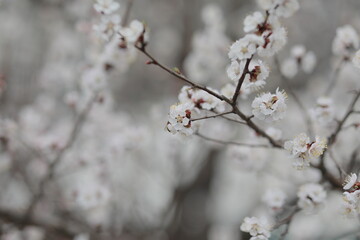 blooming apricot blooms and pleases everyone around